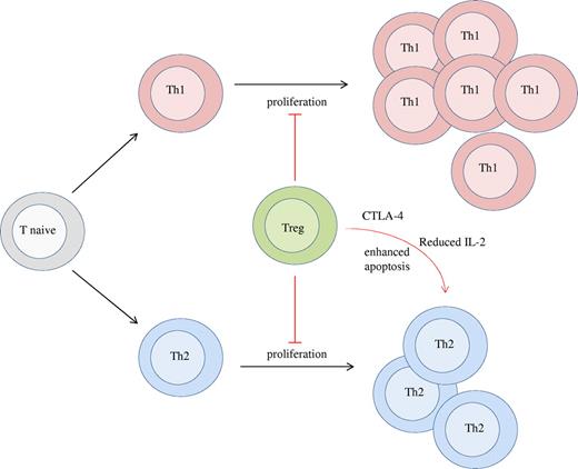 Figure 6. Asymmetric control over immune activation by Tregs. Tregs have 2 key effects on controlling Th1 and Th2 responses. First, Tregs inhibit the proliferation of both subsets, reducing the magnitude of the immune response. Second, Tregs specifically enhance the apoptosis of Th2 cells by CTLA4 activity and reductions in IL-2 bioavailability. The net effect of these 2 forms of regulation is to shift the Th2/Th1 balance from being at parity in the absence of Tregs to heavily Th1 skewed in the presence of Tregs.