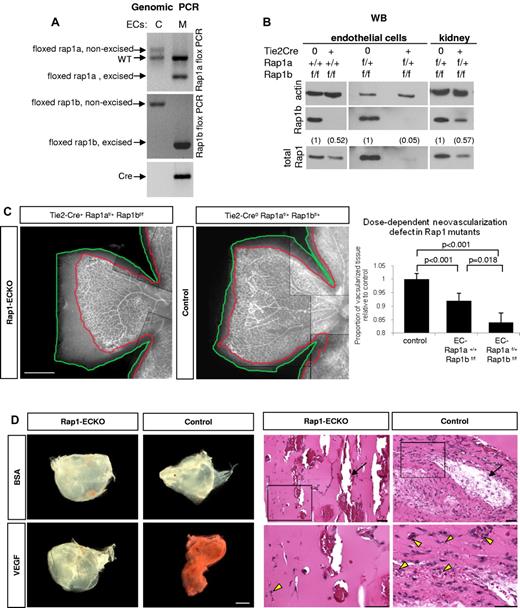 Figure 1. Angiogenic defect in Rap1-ECKO mice. (A-B) Rap1 expression in ECs and tissues from Rap1-ECKO mice and control littermates. (A) Genomic PCR shows excision of one rap1a and both rap1b floxed alleles in Tie2-Cre0 rap1af/+rap1bf/f (Rap1-ECKO) mice. Only nonexcised floxed rap1a and rap1b alleles are present in Tie2-Cre0 controls. Inverted image of EtBr-stained gel is shown. (B) Western blots reveal lack of Rap1b and reduction of total Rap1 protein expression in ECs from Tie2-Cre+ rap1a+/+rap1bf/f (Rap1b-ECKO) and a further reduction in Rap1-ECKO mice. (C) Dose-dependent reduction in retinal neoangiogenesis. P7 retinas stained with fluorescent isolectin from Rap1-ECKO and Tie2-Cre0 littermate controls were imaged using Nikon Eclipse TE200 inverted fluorescent microscope (Nikon Instruments Inc) and a 4×/0.13 objective and CoolSNAP ES CCD camera (Photometrics). Shown is a representative image of a quarter of each retina; scale bar indicates 500 μm. Lines have been inserted to indicate composite images. Graph represents mean ratio of vascularized (delineated in red) to total (delineated in green) retinal area in mutant mice relative to controls obtained from 6-11 mice. Vascularized area is significantly reduced in Rap1b-ECKO and deletion of additional Rap1a allele (Rap1-ECKO mice) significantly increases the defect. (D) Matrigel plug assay. Vascularization of VEGF-containing Matrigel plugs recovered from Rap1-ECKO mice after 4 days from Matrigel injection is decreased compared with Tie2-Cre0 controls, as visualized by decreased redness (bright field microscopy; left panel) and decreased microvessel density (H&E staining; right panel). There is no visible vascularization in BSA-containing Matrigel plugs. Bottom row of H&E stained sections are magnification of boxed areas; scale bars are 100 μm. Arrows indicate large vessels; arrowheads, RBCs-containing microvessels. Representative results (from n = 4) are shown.