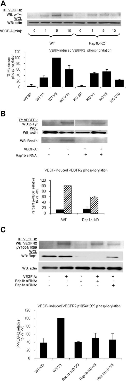 Figure 2. Decreased VEGF–induced VEGFR2 phosphorylation in Rap1-deficient ECs. (A) A time-course of VEGF-induced VEGFR2 phosphorylation in WT and Rap1b−/− ECs. Maximal VEGF-induced VEGFR2 phosphorylation occurring at 5 minutes in WT ECs is inhibited in Rap1b−/− ECs. (B-C) Analysis of VEGF- induced VEGFR2 total tyrosine phosphorylation (B) and VEGFR2 pY1054/1059 phosphorylation (C) in WT ECs and in WT ECs upon Rap1b or Rap1a siRNA knockdown, as indicated. Rap1 deficiency in WT ECs leads to reduced VEGFR2 pY1054/1059 phosphorylation (C) and total VEGFR2 tyrosine phosphorylation (B), similar to that observed in Rap1b−/− ECs in panel A. Efficiency of siRNA silencing was tested by Western blot for Rap1b (B) or total Rap1 (C). To normalize for protein content, a sample of lysates before IP was probed for actin (A-C bottom blots). Western blots shown are of typical experiments. Graphs represent mean fold induction in Rap1-deficient ECs normalized to WT EC values (“WT-V5”; n = 4 independent experiments; error bars are SEM).