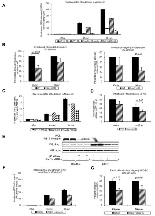 Figure 3. Inhibition of integrin activation in Rap1b-deficient ECs. Adhesion of calcein-AM-labeled WT and Rap1b−/− ECs to vitronectin- (A-B) or fibronectin- (C-D) coated 96-well plates in the absence or presence of β3-blocking antibody was measured using fluorescent plate reader. (E-G) Adhesion of integrin β3−/− ECs to fibronectin in the absence or presence of Rap1b siRNA. Efficiency of Rap1b knockdown and integrin β3 knockout was confirmed by Western blot with P3-specific and Rap1-specific antibodies (E). Panels B, D, and G are normalization of data in panels A, C, and F, respectively. Graphs represent mean value of mutant EC adhesion value relative to that of control ECs obtained in 4 independent experiments performed in triplicate. Error bars represent SEM. P values were obtained using paired t test.