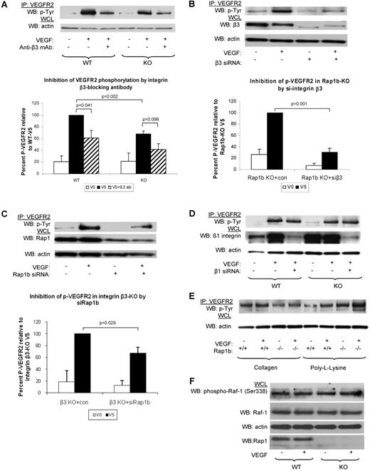 Figure 4. Inhibition of signaling from integrin β3 to VEGFR2 in Rap1b-deficient ECs. (A-C). Analysis of VEGF-induced VEGFR2 phosphorylation in WT and Rap1b−/− ECs on inhibition of integrin β3 with function blocking antibody (A) or by siRNA silencing (B); and in integrin β3–knockout ECs on Rap1b siRNA knockdown (C). VEGFR2 immunoprecipitates were blotted with a phosphotyrosine-specific antibody (top blots). To normalize for protein content, a sample of lysates pre-IP was probed for actin (bottom blots). (D) Silencing integrin β1 in WT or Rap1b−/− ECs does not inhibit VEGF-induced VEGFR2 phosphorylation. Efficiency of siRNA silencing was tested by Western blot for integrin β3, Rap1b and β1 (B-D, respectively). (E) VEGF does not induce VEGFR2 phosphorylation in WT or Rap1b−/− ECs plated on collagen or poly-L-lysine. Blots shown are of typical experiments and graphs represent quantification of normalized percent VEGFR2 phosphorylation (shaded bars) relative to WT (A) or control siRNA-transfected (B-C) controls (filled bars). Values shown are mean of 4 independent experiments, error bars represent SEM. (F) C-Raf-1 phosphorylation is not changed in Rap1b−/− ECs. Serine 338 phosphorylation of C-Raf-1 was assessed in quiescent or VEGF-stimulated (5 minutes, 40 ng/mL) WT and Rap1b−/− ECs. Total C-Raf-1 and actin blots of the same gel were performed to ensure equal protein loading.