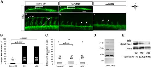 Figure 5. Knockdown of rap1b leads to angiogenesis defects in zebrafish in vivo. (A) Low- (i-ii) and high-power (iii-v) images of the trunk region of 28 hpf flk1:EGFP zebrafish embryos injected at 1- to 2-cell stage with 6 ng of MO, as indicated. Boxed areas (i-ii) indicate the region where intersomitic vessel (ISV) evaluation was performed. Missing ISVs (iv arrows) and “hammerhead” ISVs (v asterisks) are visible in embryos injected with rap1b-MOs but not with control-MOs. All images shown are lateral views with anterior side (A) oriented left and dorsal side (D) oriented up. DLAV indicates dorsolateral anastomotic vessel; DA, dorsal aorta. Scale bars 75 μm. (B-C) Quantitation of ISV (B) and gastrulation (C) defects in MO-injected embryos is expressed as number of affected embryos (numerator) in each group (denominator). No defects in ISV formation were observed in control MO injected embryos, whereas embryos injected with rap1b-MO1 (MO1) and rap1b-MO2 (MO2) displayed inhibition in ISV sprouting. (D-E) Analysis of Rap1b deletion efficacy (D) RT-PCR amplification of F1-R1 fragment (rap1b exon 1 to exon 4; 307bp) and F2-R1 fragment (exon 2 to exon 4; 212bp) of rap1b cDNA is substantially reduced in 6ng rap1b-MO2 injected zebrafish embryos compared with control. Ten to 20 embryos per group were injected at 1-2 cell stage. Total RNA was isolated at 28 hpf. (E) Rap1 expression in rap1b-MO (MO1, MO2) or control-MO (Con) injected embryos at 28 hpf was detected using M90 monoclonal IgG. Relative amount of Rap1 to actin is indicated in parentheses for each group; blot is representative of n = 3 independent experiments.