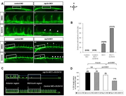 Figure 6. Suppression of rap1b expression increases ISV sensitivity to VEGFR2 inhibition. (A) Low- (i-ii,vii-x) and high- (iii-vi) power images of the lateral view of the mid-trunk (i-vi) and anterior (vii-x) region of 28 hpf flk1:EGFP zebrafish embryos injected at 1- to 2-cell stage with 2 ng of MO and treated at 20 hpf with 0.25μM SU5416 or DMSO control for 1 hour, as indicated. Treatment of embryos with a combination of sub-effective doses of SU5416 and rap1b-MO (vi,x) but not control MO (v,ix) led to a complete inhibition of ISV formation in the mid-trunk and decreased ISV length in anterior region of the trunk. Arrows indicate missing ISVs and asterisks indicate truncated ISVs; scale bars are 75 μm. (B) ISV defects in the mid-trunk region of rap1b or control morphants (boxed areas in Ai-ii) were quantified by counting the number of affected embryos (numerator) in each group (denominator). (C) Cartoon represents heterogeneous ISV phenotype of zebrafish embryos treated with a combination of sub-effective doses of SU5416 and rap1b-MO (top, image shown in panel Ax) compared with control embryos treated with SU5416 and control-MO (bottom, image shown in panel Aix). (D) ISV length in the anterior region of the trunk was quantified as diagrammed in panel C. Trajectories of 7 adjacent ISVs from the anterior region (boxed areas in panel Avii-x) were measured in 4-12 embryos per group, as indicated in parentheses above bars.