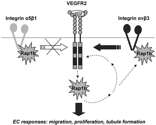 Figure 7. Positive signaling feedback between VEGFR2 and Rap1b modulates EC responses to VEGF stimulation: a model. Rap1b acts upstream from VEGFR2 by regulating the activity of integrin αvβ3 and thus feeding into integrin αvβ3 signaling to VEGFR2. There is a reciprocal up-regulation of Rap1b and integrin β3 in the absence of either protein (Figure 3E and supplemental Figure 5B), further suggesting the existence of a feedback mechanism between the two proteins. Because inhibition of Rap1b in integrin β3−/− ECs leads to a further inhibition of VEGFR2 activation, other mediators of Rap1b regulation of VEGFR2 exist beside integrin β3, however, they do not involve integrin α5β1. Rap1b also acts downstream from VEGFR2, as it becomes rapidly and transiently activated by VEGF.18 This creates a positive signaling feedback between Rap1b and VEGFR2 which promotes VEGF-induced blood vessel formation in vivo and EC responses in vitro; responses that are inhibited in mouse Rap1b-ECKO, zebrafish rap1b morphants and Rap1b−/− ECs, respectively.
