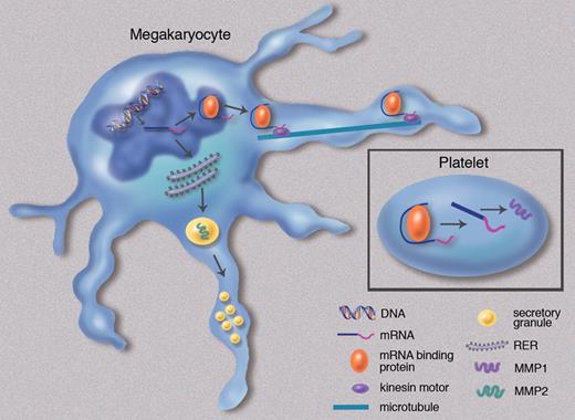 Hypothetical model of mRNA sorting in megakaryocytes. The mechanism by which mRNAs are sorted in megakaryocytes is not known. This model is based on an analogy to the more well-characterized neuronal model. DNA is transcribed into mRNA in the nucleus of the megakaryocyte. Some transcripts (eg, MMP1) bind an mRNA binding protein, forming a complex that translocates to the cytoplasm. The complex associates with a kinesin motor, is transported through the proplatelet by microtubules, and is ultimately delivered to the nascent platelet. Some transcripts that are delivered to the platelet are transcribed constitutively. Others are transcribed in an activation-dependent manner. Transcripts that fail to bind an mRNA binding protein are translated into proteins in the rough endoplasmic reticulum (RER) of the megakaryocyte and subsequently packaged in secretory granules (eg, MMP2). These secretory granules are then transported through the proplatelet and delivered to platelets. Professional illustration by Marie Dauenheimer.