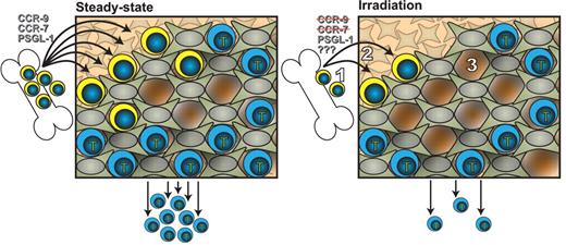 In this issue of Blood, Zlotoff and colleagues demonstrate the dysregulation that occurs after irradiation to the process of active importation of T-lineage progenitors into the thymus to seed T-cell development. In the steady state, thymic entry relies on the continuous importation of BM-derived progenitors from the circulation into available intrathymic niches, where instructive signals from the supporting microenvironment guide T-cell development. This process of importation is actively regulated by the interactions between PSGL-1/p-selectin, CCL25/CCR9, and CCL19-CCL21/CCR7. Zlotoff et al demonstrate disrupted processes that occur after irradiation that ultimately lead to impaired thymic reconstitution. These are: (1) reduced supply of capable thymic seeding progenitors from the BM, (2) uncoupling of the dependence of thymic importation on CCR9/CCL25 and CCL19-CCL21/CCR7, and (3) extended periods in the thymus where niches remain unsaturated. All of this leads to reduced development of T cells and output into the periphery. These findings provide a potential target for enhancing engraftment of precursor T cells and thymic reconstitution.
