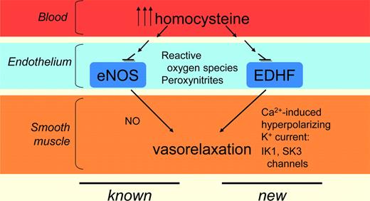 Summary of known and novel adverse effects of hyperhomocysteinemia on vascular cells.