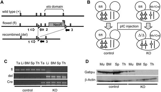 Figure 1. Conditional disruption of mouse Gabpa. (A) Schematic representation of relevant regions of the wild-type (+), floxed (loxP-flanked, or fl), and the recombined (deleted, or del) mouse Gabpa genomic loci. Rectangles indicate exons and numbered arrows refer to primers used to amplify the floxed (primers 1 and 2) or the deleted (primers 1 and 3) alleles. (B) Breeding schema used to generate mice that undergo conditional Gabpa deletion in response to pIC induction of Cre recombinase from the Mx1 Cre locus. Pairs of triangles indicate loxP sites of the floxed allele, single triangles indicate the deleted Gabpa locus; and rectangle indicates Cre recombinase. (C) PCR of genomic DNA from tail (Ta), liver (Li), bone marrow (BM), spleen (Sp), and thymus (Th) of control and KO mice for the fl and del Gabpa alleles and Cre recombinase. (D) Immunoblot of muscle (Mu), BM, S, and Th for Gabpα and β-actin.