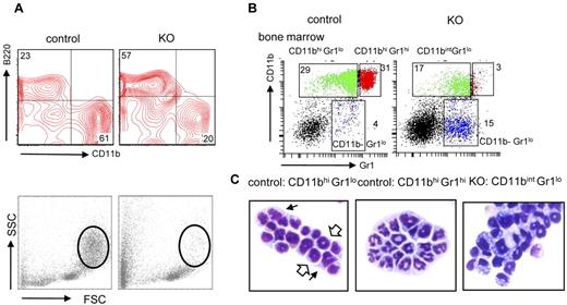 Figure 2. Mature granulocytes are reduced in bone marrow and peripheral blood after Gabpa deletion. Flow cytometry for B220 and CD11b, forward scatter (FSC) and side scatter (SSC) of bone marrow cells (A; circles indicate cells with a high degree of SSC) and CD11b and Gr1 in bone marrow cells of control and KO mice (B); numbers indicate percentage of cells in individual quadrants or boxes. (C) Wright-Giemsa stained cytospin preparations of the following sorted bone marrow cell populations: control CD11bhi Gr1lo cells (open arrows indicate immature granulocytes, and thin arrows indicate monocytic cells), control CD11bhi Gr1hi cells, and KO CD11bint Gr1lo cells, in left, center, and right panels, respectively. Images shown at ×400 original magnification. All findings include data from at least 3 independent biologic specimens.