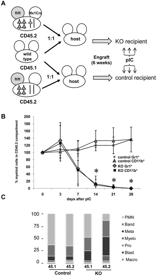 Figure 5. Competitive transplantation with wild-type and Gabpa KO cells. (A) Schematic representation of competitive bone marrow transplantation. Irradiated C57BL/6J KO recipient mice were infused with equal numbers of bone marrow cells from CD45.1+ wild-type donor mice and CD45.2+ Gabpafl/fl-Mx1 Cre donor mice. Irradiated C57BL/6J control recipient mice were infused with equal numbers of bone marrow cells from CD45.1+ wild-type donor mice and CD45.2+ Gabpafl/fl donor mice. Engraftment of both donor populations was examined 4 weeks later by flow cytometry of peripheral blood for CD45 isoforms. Both groups of recipient mice were injected with pIC 6 weeks after initial transplantation. (B) CD45.2+ cells were examined by flow cytometry for expression of CD11b and Gr1 at the indicated times. Sequential percentage values ± SEM of CD11b+ or Gr1+ cells in the CD45.2+ compartment are normalized to each mouse's values immediately before pIC injection. All findings from at least 3 independent biologic specimens. (C) Differential cell counts of bone marrow sorted for the indicated CD45 isoforms, from recipient control or recipient KO mice, presented as percentage from > 300 cell count.