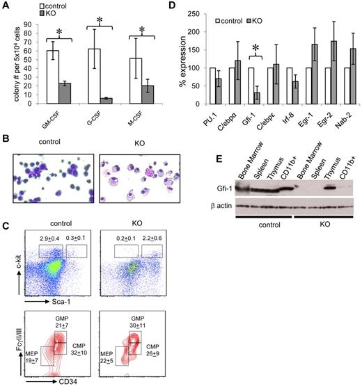 Figure 6. Gabpa disruption reduces myeloid progenitors and alters transcription factor expression. (A) Number of in vitro colonies ± SEM per 5 × 104 control and KO bone marrow cells, grown in the indicated cytokines. *P < .03. (B) Wright-Giemsa–stained cells extracted from in vitro colonies of control and KO bone marrow grown in GM-CSF, shown at ×400 original magnification. (C) Flow cytometry for FcγII/III and CD34 of control and KO Lin−, Sca1−, c-kit+ bone marrow cells. Numbers represent percentages of the indicated populations: CMP, GMP, and MEP. (D) Expression of indicated transcription factors by quantitative RT-PCR of control and KO GMP cells normalized to ActinB and expressed relative to control GMP cells. Data are ± SEM. *P < .04. (E) Immunoblotting for Gabpα or β-actin of the indicated tissues from control and KO mice. All findings include data from at least 3 independent biologic specimens.