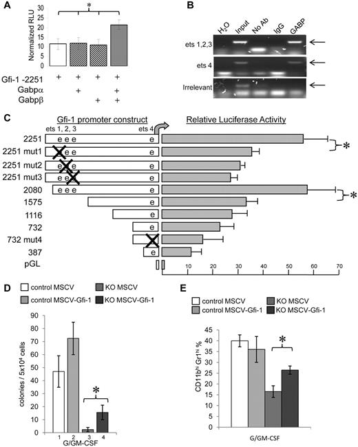 Figure 7. Gabp activates and binds Gfi-1 promoter and Gfi-1 expression partially rescues Gabpa KO phenotype. (A) Expression from Gfi1 promoter when cotransfected with Gabpa alone, Gabpb alone, or Gabpa and Gabpb together, expressed as normalized relative light units (RLU). *P < .01 by ANOVA. (B) ChIP of indicated regions of mouse Gfi1 gene performed with no input DNA (H2O); input DNA not subjected to ChIP (Input); and ChIP performed with no antibody (no Ab), control IgG, and anti-Gabpα antibody (GABP); ets 1,2,3 and ets 4 correspond to Gfi-1 promoter regions shown in panel C. (C) Transfection into 293 cells of indicated Gfi1 promoter constructs alone, described relative to transcriptional start site; mut refers to mutation of the indicated ets sites (left). Promoter activity expressed as normalized RLU, ± SEM (right). *P < .01 by Student t test. (D) In vitro colony formation per 5 × 104 plated cells ± SEM by Lin− bone marrow cells from control or KO mice, transduced with MSCV empty virus or MSCV–Gfi-1 retrovirus, selected in puromycin, and grown in G-CSF and GM-CSF. *P < .01. (E) Statistical summary of CD11b and Gr1 expression by Lin− control or KO bone marrow cells transduced with control MSCV or MSCV–Gfi-1 virus as shown in supplemental Figure 9. *P < .05 between the corresponding control and KO cells. All findings include data from at least 3 independent biologic specimens.
