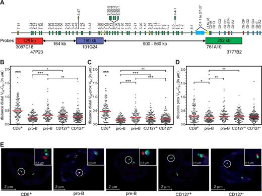 Figure 4. Impaired IGH locus compaction in cultured CD19+CD127+ and CD19+CD127− cells. (A) Schematic representation of the human IGH locus and the combinations of bacterial artificial chromosome clones used as 3D FISH probes are shown. The distance separating each of the 3 probes and their positions within the IGH locus were determined from the IMGT database35 Distal VH probes were labeled with Alexa Fluor 568 (red), proximal VH probes with Cy5 (blue), and CH probes with Alexa Fluor 488 (green). Numbers in the rectangles represent the size of the regions recognized by the probes and the numbers below the arrows represent genomic distances between probe sets. (B-D) Scatter plots showing the distances in micrometers (y-axis) separating distal VH, proximal VH, and CH regions in FACS-purified pediatric BM pro-B and small pre-B cells, CD8+ thymocytes, and FACS-purified CD19+CD127+ and CD19+CD127− populations from xenogeneic cultures. Except for pro-B cells (1 donor) at least 2 different donors and at least 100 alleles were analyzed per population. Red horizontal lines represent median distances between indicated probes in each population. The nonparametric Mann-Whitney test was used to calculate significance levels between paired populations (horizontal bars). *P < .05; **P < .01; ***P < .001. (E) Representative images of IGH loci in the primary and cultured cells populations captured with an SP5 confocal microscope (Leica Microsystems). Using a 63×/1.4 NA lens, images of ∼ 70 serial optical sections spaced by 0.148 μm were acquired at room temperature using LAS AF 1.8.2 software (Leica Microsystems). The datasets were deconvolved and analyzed with Huygens Professional software (Scientific Volume Imaging).