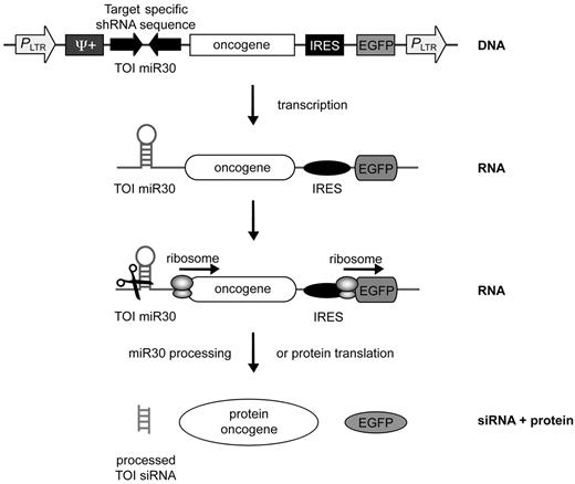 Figure 1. A retroviral vector system encoding an oncogene and an shRNA under the control of a single promoter. Schematic representation of the single-vector design of pMmiRTOI oncogene. Oncogene and a miR30-based TOI-specific shRNA are expressed from the same RNA Pol II promoter LTR. EGFP is expressed via an IRES. The DNA is transcribed by RNA Pol II resulting in one unique mRNA transcript encoding for target-specific miR, oncogene and EGFP as fluorescent marker. Dicer processes miR30 sequence of the transcript or ribosomes initiate translation of the oncogene and EGFP.