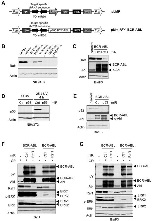 Figure 2. Effective target silencing and oncogene expression can be obtained from one unique mRNA. (A) Retroviral vectors used to deliver shRNAs to mammalian cells. PLMP vector encodes for a miR30-based target-specific shRNA under LTR promoter control. PMmiRTOI–BCR-ABL vector encodes for target-specific miR and p185 BCR-ABL. Provirus layouts are shown with open arrows indicating active promoters and 2 inverted block arrows representing shRNA stem sequence. (B) Western blot analysis of NIH/3T3 cells transduced with different Raf1 miR in pLMP after puromycin selection. (C) Ba/F3 cells retrovirally infected with pMmiRRaf1–BCR-ABL or pMmiRCtrl–BCR-ABL construct. (D) Western blot analysis of NIH/3T3 cells transduced with p53 miR in pLMP after puromycin selection. To induce p53, cells were UV irradiated 4 hours prior harvesting. (E) Western blot analysis of Ba/F3 cells retrovirally infected with pMmiRp53–BCR-ABL or pMmiRCtrl–BCR-ABL. (F-G) Raf1 knockdown disrupts BCR-ABL–dependent MAPK signaling. 32D (F) or Ba/F3 cells (G) retrovirally infected with pMmiRCtrl–BCR-ABL or pMmiRRaf1–BCR-ABL were maintained in IL-3–containing medium, then starved for 4 hours and analyzed for MAPK signaling by Western blot as indicated.