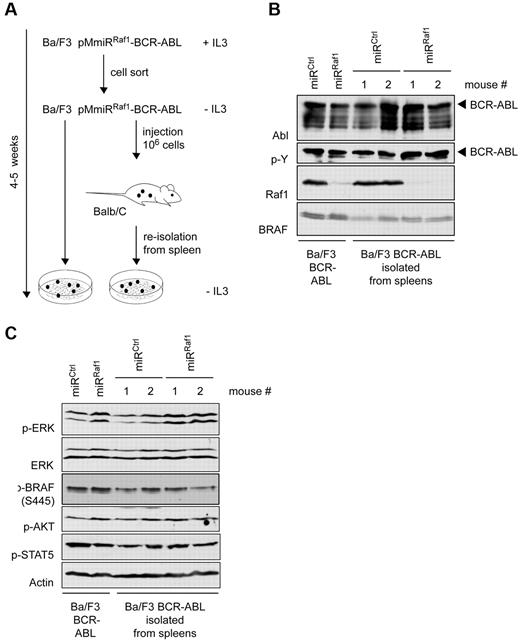Figure 3. Target silencing and oncogene expression are both effective and persistent. (A) Scheme of experimental setup: FACS-sorted Ba/F3 cells expressing pMmiRCtrl–BCR-ABL or pMmiRRaf1–BCR-ABL as shown in Figure 2G, were deprived of IL-3 and either kept in culture or injected intravenously into BALB/c mice. After 2 weeks, cells were reisolated from mouse spleens and cultured for 1 more week. After 4-5 weeks cultured cells or spleen cells from 2 individual mice per group were analyzed for (B) BCR-ABL expression and Raf1 knockdown efficiency by Western blot analysis. (C) The membrane was stripped and reprobed with anti–p-ERK, anti–p-AKT, and anti–p-STAT5 Abs as indicated.