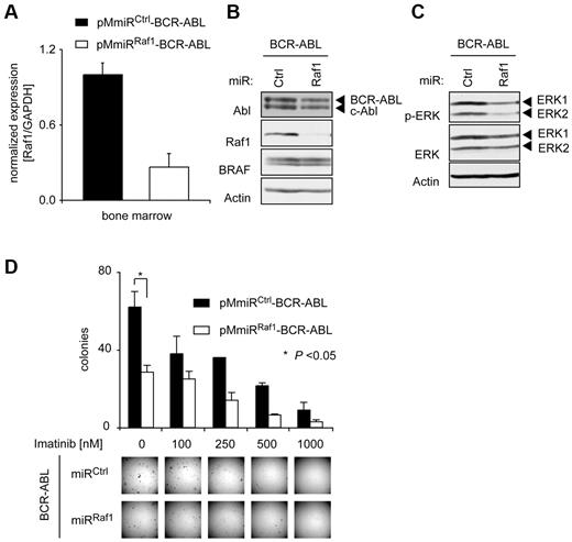 Figure 4. Raf1 depletion attenuates BCR-ABL–induced transformation of murine BM cells in vitro. 5-FU–enriched mouse BM-derived progenitor cells were infected either with pMmiRCtrl–BCR-ABL or pMmiRRaf1–BCR-ABL retrovirus. (A) Expression levels of Raf1 were analyzed by qRT PCR (TaqMan) in EGFP+ cells 5 days after transduction. Results were normalized to the housekeeping gene GAPDH. (B) Raf1 knockdown efficacy was verified by Western blot. (C) Retrovirally infected BM cells were starved for 6 hours in RPMI medium containing 3% FCS and no cytokines and p-ERK status was determined by Western blot. (D) Results of methylcellulose colony formation assays. PMmiRCtrl–BCR-ABL and pMmiRRaf1–BCR-ABL–expressing murine BM cells were plated in methylcellulose without growth factors in the absence or presence of imatinib as indicated. Representative photographs of methylcellulose colonies of pMmiRCtrl–BCR-ABL or pMmiRRaf1–BCR-ABL–transduced BM cells are shown and CFUs were quantified 10 days after plating. Results shown are from 1 of 3 independent experiments performed in duplicates. P values were determined by Student t test.