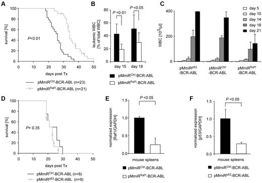 Figure 5. Raf1 depletion attenuates BCR-ABL–induced leukemogenesis in a murine transfection/transplantation model. Mice transplanted with pMmiRRaf1–BCR-ABL show delayed onset and slower progression of disease. (A) Raf1 knockdown in BCR-ABL–positive cells prolongs overall survival of mice in a BM transplantation model. Kaplan-Meier plot detailing survival times of mice transplanted with pMmiRCtrl–BCR-ABL (n = 23) or pMmiRRaf1–BCR-ABL (n = 21) in 5 independent experiments. (B) Proportion of leukemic WBCs in the peripheral blood of mice that received transplants at indicated time points (day 15: pMmiRCtrl–BCR-ABL n = 10; others n = 9). P value was determined by Student t test. (C) White blood cell counts from peripheral blood of mice that received transplants of one experiment at indicated time points (n = 3 for each group). (D) p53 knockdown in BCR-ABL–positive cells has no significant impact on overall survival in a BM transplantation model. Kaplan-Meier plot detailing survival times of mice transplanted with pMmiRCtrl–BCR-ABL (n = 8) or pMmiRp53–BCR-ABL (n = 8) in 2 independent experiments. (E-F) Target knockdown is durable in a BM transplantation model. qRT PCR (TaqMan) analysis of splenocytes isolated from moribund mice with > 80% EGFP-positive splenocytes. (E) Raf1 and (F) p53 mRNA levels were normalized to the housekeeping gene GAPDH. Values were determined from 2-3 mice per group measured in duplicates.