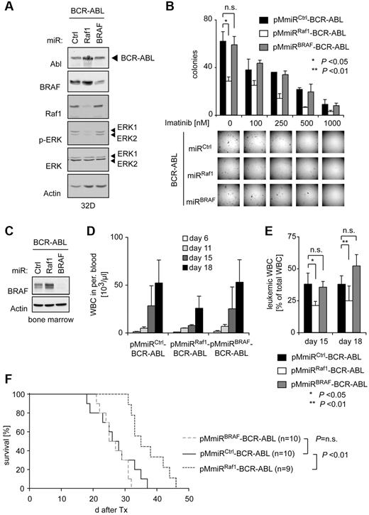 Figure 6. BRAF is dispensable for BCR-ABL–mediated ERK activation and transformation in vitro and in vivo. (A) Verification of the pMmiRBRAF–BCR-ABL vector. Ba/F3 cells were retrovirally infected with indicated vectors and BCR-ABL, BRAF, Raf1, p-ERK, ERK, and actin levels were determined by Western blot analysis. (B) Results of methylcellulose colony formation assays. Murine BM cells were retrovirally infected with pMmiRCtrl–BCR-ABL, pMmiRRaf1–BCR-ABL, or pMmiRBRAF–BCR-ABL and plated in methylcellulose medium without growth factor supplement in the absence or presence of imatinib as indicated. Representative photographs of methylcellulose colonies of pMmiRCtrl–BCR-ABL, pMmiRRaf1–BCR-ABL, or pMmiRBRAF–BCR-ABL–transduced BM cells are shown (top panel) and CFUs were quantified 10 days after plating (bottom panel). Results shown are from 1 of 3 independent experiments performed in duplicates. P values were determined by Student t test. (C) Functional analysis of pMmiRBRAF–BCR-ABL in murine primary BM. BM of 5-FU–pretreated donor mice was transduced with indicated vectors, sorted by FACS, and analyzed by Western blot. (D) BRAF knockdown has no effect on BCR-ABL–mediated leukocytosis in a BM transplantation model for CML. Mice were transplanted with pMmiRCtrl–BCR-ABL (n = 5), pMmiRRaf1–BCR-ABL (n = 4), or pMmiRBRAF–BCR-ABL (n = 5) transduced BM and WBC counts and (E) proportion of leukemic cells in peripheral blood were determined. (F) Kaplan-Meier plot detailing survival times of mice transplanted with pMmiRCtrl–BCR-ABL (n = 10), pMmiRRaf1–BCR-ABL (n = 9) or pMmiRBRAF–BCR-ABL (n = 10). Data from 1 of 3 independent experiments are shown.