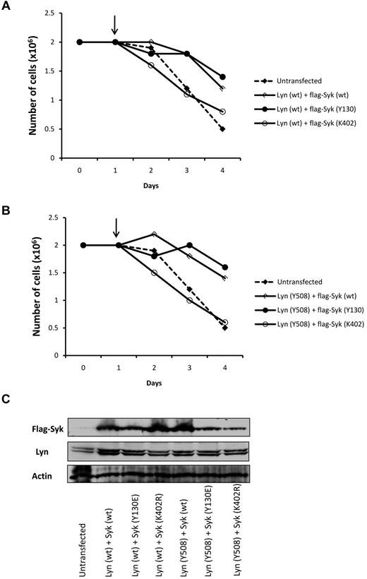 Figure 5. Coexpression of Lyn and Syk induced nilotinib resistance in Ks cells. Ks cells were transfected with Lyn and Syk constructs with a ratio of 4:1 to mimic the over expression of Lyn in K-rn cells. Both Lyn wild type (Lyn wt panel A) and the constitutively activated Lyn (Lyn Y508 panel B) were used in combination with Syk wild type (wt), constitutively activated (Y130) and kinase dead (K402). On day 1 at the time of transfection nilotinib was added (indicated by the arrow, 20nM) and cell proliferation was quantified over a 4 days time course experiment by triplicate cell counting. Results are from 1 experiment representative of 2. (C) Samples taken at day 4 and analyzed for Lyn and Syk expression.