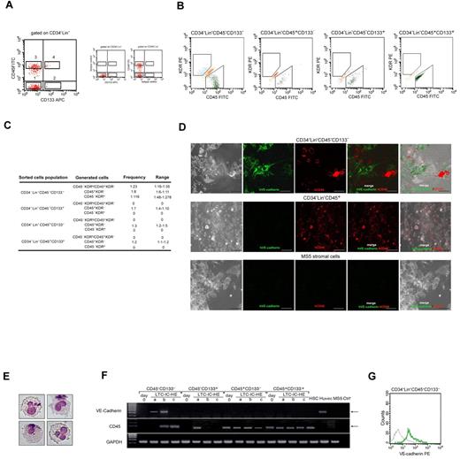 Figure 2. Single CD34−Lin−CD45−CD133− cells give rise to hematopoietic and endothelial lineage cells on LTC-IC-HE culture. (A) Strategy used to sort human CD34−Lin−CD45−CD133− (1), CD34−Lin−CD45−CD133+ (2), CD34−Lin−CD45+CD133− (3), and CD34−Lin−CD45+CD133+ (4) cells. (B) Flow cytometric analysis showing that after 6 weeks in LTC-IC-HEs only CD34−Lin−CD45−CD133− cells gave rise, starting from a single cell, to both CD45−KDR+ (endothelial) and CD45+KDR− (hematopoietic) cells. (C) Poisson analysis of 5 independent experiments, showing the frequency of wells containing CD45+KDR− only, CD45−KDR+ only, or CD45+KDR− and CD45−KDR+ cells, obtained after LTC-IC-HE of the 4 distinct sorted cell populations. (D) Confocal images of cells derived from single CD34−Lin−CD45−CD133− cells after 6-week culture (under LTC-IC-HE conditions). Round CD45+ (hematopoietic-like) and spindle-shaped VE-cadherin+ (endothelial-like) cells in intimate contact with MS-5 murine stromal cells are shown. (E) May-Grunwald-Giemsa staining showing typical myeloid cells generated in CFU assay of LTC-IC-HEs started from single CD34−Lin−CD45−CD133− cells. Original magnification 40×. (F) RT-PCR showing the expression of the hematopoietic CD45 marker and the endothelial VE-cadherin marker in the 4 sorted cell populations at day 0 and after 6 weeks in LTC-IC-HE. Three representative LTC-IC-HE wells (a-c) per cell population after 6 weeks are shown. Only the endothelial-positive control HUVEC line and LTC-IC-HE wells derived from CD34−Lin−CD45−CD133− contained cells expressing VE-cadherin. The concomitant expression of VE-cadherin and CD45 in a single well indicated that, starting from a single cell, CD34−Lin−CD45−CD133− cells gave rise to cells of both endothelial and hematopoietic lineages. (G) Representative flow cytometric histogram showing the expression of VE-cadherin (green line) by cells derived from CD34−Lin−CD45−CD133− single cells (gray line indicates isotype control). At the end of the culture, 11 of 60 seeded wells contained a sufficient number of cells for analysis. Of these 11 wells, 3 tested positive for VE-cadherin expression. APC indicates allophycocyanin.