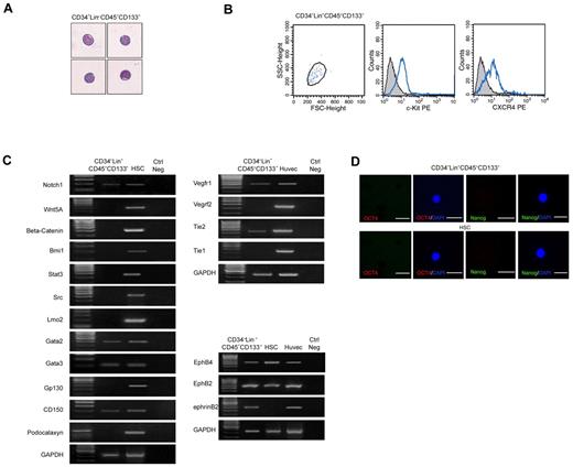 Figure 3. Freshly isolated CD34−Lin−CD45−CD133− cells have a stem cell profile compatible with hematopoietic and endothelial potential. (A) May-Grunwald-Giemsa staining showing that freshly isolated CD34−Lin−CD45−CD133− cells have blastoid structure typical of stem cells. (B) Flow cytometric analysis showing that freshly isolated CD34−Lin−CD45−CD133− cells express c-Kit and CXCR4, according to their progenitor nature. (C) RT-PCR showing that freshly isolated CD34−Lin−CD45−CD133− cells express selected stem cell markers as well as markers shared by progenitors of hematopoietic and endothelial lineages. HSCs and primary human endothelial cells (HUVECs) were used as positive controls. One representative of 8 independent experiments is shown. (D) Failure to detect expression of Oct4 (red) and Nanog (green) in freshly isolated CD34−Lin−CD45−CD133− cells and CD34+ HSCs, as assessed by confocal microscopy after immunostaining with specific Abs. Nuclei (blue) are stained with DAPI. iPSC served as a positive control (results not shown). FSC indicates forward scatter. Original magnification in panels A and D is 20×.