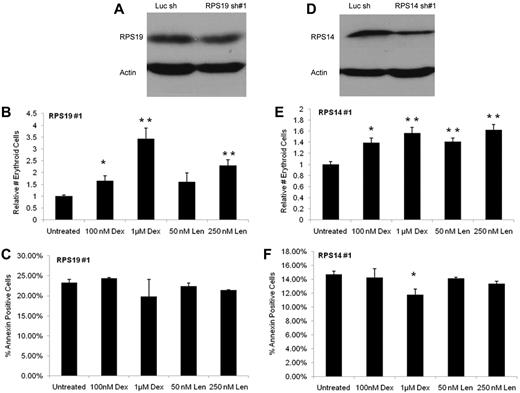Figure 2. Dexamethasone and lenalidomide increase the production of erythroid cells from CD34+ cells expressing RPS19 or RPS14 shRNAs without increasing apoptosis. In panels A and D, a Western blot shows the decreased level of protein with RPS19 knockdown (56.7% knockdown by qRT-PCR) and with RPS14 knockdown (61.9% knockdown by qRT-PCR). The absolute number of erythroid cells after 10 days in liquid culture was determined by multiplying the number of cells counted per well by the percentage of those cells expressing any erythroid markers (CD71, glycophorin A) as assayed by flow cytometry. Data are presented as relative numbers to eliminate differences caused by cell number and infection rate. The effects of dexamethasone (Dex), lenalidomide (Len), and control on cells infected with a RPS19 shRNA are shown in panel B. The effects of Dex, Len, and control on cells infected with a RPS14 shRNA are shown in panel E. No increase in annexin staining was noted in CD34+ cells expressing RPS19 or RPS14 shRNAs and treated with either Dex or Len compared with vehicle control, as shown in panels C and F. The experiments were performed in triplicate and the entire experiment was repeated with similar results with an independent shRNA (supplemental Figure 5). A 2-tailed Student t test was used. **P ≤ .01; *P ≤ .05.
