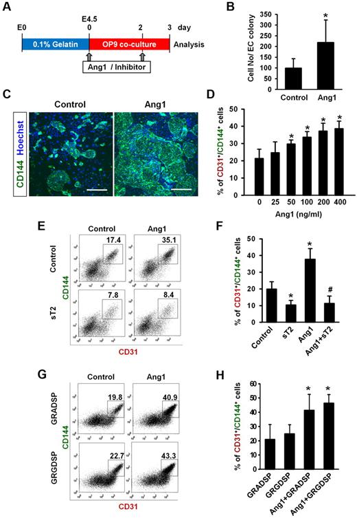 Figure 1. Ang1 promotes EC differentiation via Tie2 signaling. Flk-1+ MPCs were purified on E4.5 and cultured on OP9 cells. Control buffer (Control), Ang1 (200 ng/mL), sTie2-Fc (sT2, 25μg/mL), RGD peptide (GRGDSP, 25μg/mL), and control peptide (GRADSP, 25μg/mL) were administered alone or together on days 0 and 2, and analyses were performed on day 3. (A) Treatment scheme of Ang1 or inhibitor. (B) Comparison of cell number of each EC colony on day 3 (n = 4). *P < .05 compared with control. (C) Images showing CD144+ EC colonies on day 3. Nuclei were stained with Hoechst. Scale bar represents 200 μm. (D) Dose dependency of Ang1 on the percentage of CD31+/CD144+ ECs from purified Flk-1+ cells on day 3 (n = 3). *P < .05 compared with control. (E,G) Representative FACS analyses of the population of CD31+/CD144+ ECs. Numbers indicate the percentage of CD31+/CD144+ ECs. (F,H) Comparison percentages of CD31+/CD144+ ECs (n = 4). *P < .05 compared with control, GRGDSP, or GRADSP; #P < .01 compared with Ang1.
