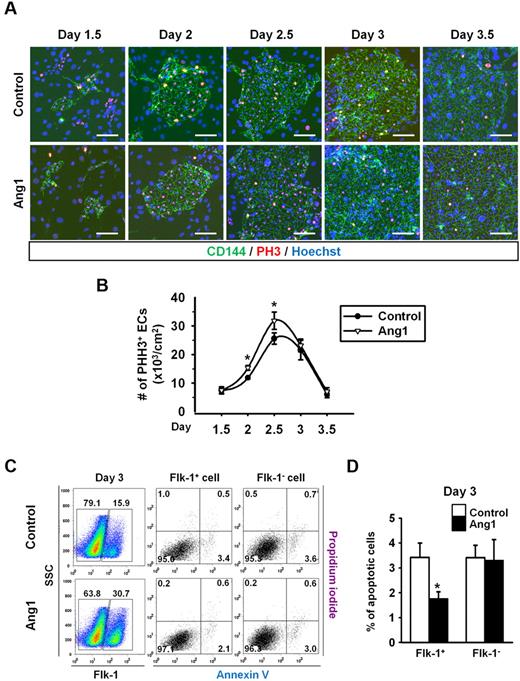 Figure 3. Ang1 increases EC proliferation but suppresses EC apoptosis during Flk-1+ MPC differentiation. Control or Ang1 was administered into Flk-1+ MPCs on days 0, 2, and 4 during OP9 coculture. (A) Images showing PHH3+ cells in CD144+ EC colonies on days 1.5, 2, 2.5, 3, and 3.5. Nuclei were stained with Hoechst. Scale bar represents 100 μm. (B) Comparison of number of PHH3+ ECs over time (n = 5). *P < .05 compared with control. (C) Representative FACS analyses of the populations of annexin+ apoptotic Flk-1+ cells and Flk-1− cells on day 3. Numbers indicate percentages of each population. (D) Comparison of percentage of annexin+ apoptotic Flk-1+ cells and Flk-1− cells on day 3 (n = 3). *P < .05 compared with control.