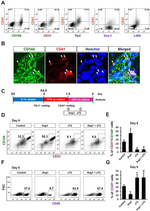 Figure 4. Ang1 drives CD41+ cells to ECs rather than HSCs. Expression pattern and differentiation potential of CD41+ cells derived from Flk-1+ MPCs were characterized. (A) Representative FACS analyses showing surface expression patterns of CD144, CD31, Tie2, Sca-1, and c-Kit, each compared with CD41 on Flk-1+ MPC–derived cells on day 1.5. (B) Images showing CD144+/CD41+ cells in endothelial colonies on day 1.5. Nuclei were stained with Hoechst. Scale bar represents 20 μm. (C) Experimental scheme for the differentiation potential of CD41+ cells. Sorted CD41+ cells on day 1.5 were replated on the freshly prepared OP9 cells, treated with Control, Ang1, sT2, or Ang1 + sT2 on days 1.5, and 3.5, and analyses were performed on day 6. (D,F) Representative FACS analyses of the populations of CD31+/CD144+ ECs and CD45+ HSCs from the sorted CD41+ cells. Numbers indicate percentages of each population. (E,G) Comparison of percentages of CD31+/CD144+ ECs and CD45+ HSCs from the sorted CD41+ cells (n = 3). *P < .05 compared with control; #P < .05 compared with Ang1.