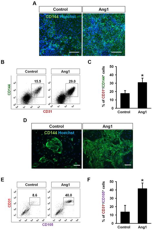 Figure 5. Ang1 increases EC differentiation from mouse iPSCs and human ESCs. (A-C) iPSC-derived Flk-1+ MPCs were purified on E4.5 and cultured on OP9 cells with control buffer (Control) or Ang1. Analyses were performed on day 3. (A) Images showing CD144+ EC colonies. Nuclei were stained with Hoechst. Scale bar represents 200 μm. (B) Representative FACS analyses of the population of CD31+/CD144+ ECs. Numbers indicate percentages of ECs from Flk-1+ MPCs during differentiation. (C) Comparison percentages of CD31+/CD144+ ECs from purified Flk-1+ MPCs (n = 3). *P < .05 compared with control. (D-E) hESC-derived CD34+ cells were purified and cultured with Control or Ang1 and analyses were performed 9 days later. (D) Images showing CD144+ EC colonies. Nuclei were stained with Hoechst. Scale bars represent 200 μm. (E) Representative FACS analyses of the population of CD31+/CD105+ ECs. Numbers indicate percentages of ECs from CD34+ cells during differentiation. (F) Comparison percentages of CD31+/CD105+ ECs from purified CD34+ cells (n = 3). *P < .05 compared with control.