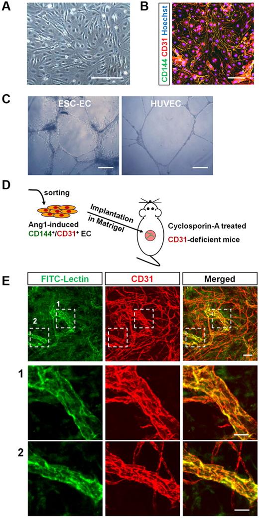 Figure 6. Ang1-induced CD31+/CD144+ ECs have a neovasculogenic potential in vitro and in vivo. Purified Flk-1+ MPCs differentiated from mouse ESCs were cultured for 3 days on OP9 cells. Ang1 was administered on days 0 and 2. CD31+/CD144+ cells were sorted by FACS on day 3 and used as Ang1-EC-ESCs for further experiments. (A) Phase contrast images showing Ang1-EC-ESCs. Scale bar represents 100 μm. (B) Immunostaining images showing Ang1-EC-ESCs. Nuclei were stained with Hoechst. Scale bar represents 100 μm. (C) Images showing network formations of Ang1-EC-ESCs and HUVECs. Ang1-EC-ESCs and HUVECs were plated on Matrigel-covered plates and incubated in EGM-2. The tube structures were observed after 24 hours. Scale bar represents 200 μm. (D-E) Ang1-mESC-ECs were injected subcutaneously into the dorsal skin of cyclosporine A–treated CD31-deficient mice in Matrigel. The implanted Matrigel was harvested 14 days after injection of FITC-lectin 20 minutes before the mice were killed; The presence of CD31+ vessel-like structures containing FITC-lectin can be identified in regions 1 and 2, indicating that effective perfusion had taken place in the implanted Ang1-EC-ESCs. The bottom 2 panels are the magnified views of indicated regions. Scale bars represent 50 μm.