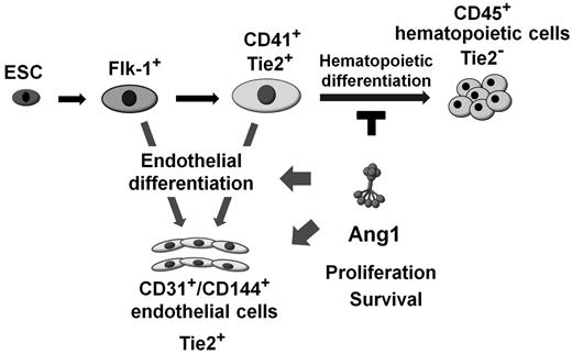 Figure 7. Schematic diagram of the effect of Ang1 on endothelial and hematopoietic differentiation. CD41+ cells derived from Flk-1+ MPCs differentiate further into either the endothelial or the hematopoietic lineage. Ang1 potentiates EC differentiation via Ang1/Tie2 signaling, and its mechanisms are: (1) modulating CD41+ cells to differentiate into the endothelial lineage rather than the hematopoietic lineage, and (2) promoting EC proliferation and survival during differentiation.