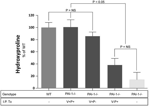 Figure 4. Lung hydroxyproline concentration after bleomycin injury. PAI-1−/− and WT mice were treated with intratracheal bleomycin (1.15 μg/kg in 50 μL of sterile PBS) on day 0. PAI-1(V+P+), PAI-1(V+P-), and PAI-1(V-P+) were administered to subgroups of injured PAI-1−/− animals at 100 μg/injection every 12 hours beginning on day 8 and continuing through day 19. Control groups in each of the 3 studies included bleomycin-injured PAI-1−/− mice that received intraperitoneal PBS, bleomycin-injured WT mice that received intraperitoneal PBS, and untreated WT mice. On day 19, lung hydroxyproline levels were measured as an indicator of collagen content. Hydroxyproline results from the 3 studies were pooled and are normalized to the extent of fibrosis measured in the bleomycin treated WT group which is set at a 100% increase in lung collagen above baseline ± SEM. N = 14-26 mice per group in each study. Groups are compared with a 1-way ANOVA with Newman-Kuels posthoc multiple comparison test.