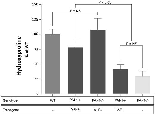 Figure 7. Day 21 lung hydroxyproline concentrations in bleomycin-injured transgenic mice. PAI-1−/− mice that transgenically express PAI-1(V+P+), PAI-1(V+P-) or PAI-1(V-P+) off of the preproendothelin promoter were treated with intratracheal bleomycin (1.15 μg/kg in 50 μL of sterile PBS) on day 0. Groups of WT and PAI-1−/− mice were also treated with bleomycin. A control group of WT mice was left uninjured and was used to establish a baseline level of lung collagen. On day 21, lungs were harvested from each animal and the concentration of hydroxyproline was measured. Hydroxyproline results from the 2 separate studies were pooled and are normalized to the extent of fibrosis measured in the bleomycin treated WT which is set at a 100% increase in lung collagen above baseline ± SEM. N = 6-8 mice per time point. Groups are compared with a 1-way ANOVA with Newman-Kuels posthoc multiple comparison test.
