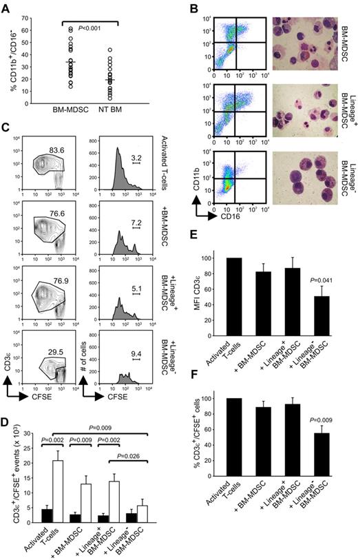 Figure 2. Lin− subset contained within BM-MDSCs shows potent suppressive activity. (A) Flow cytometric analysis of BM cells cultured for 4 days with G-CSF + GM-CSF (BM-MDSCs) or without growth factors (NT BM). At the end of the culture, cells were harvested and labeled, and the percentages of CD11b+/CD16− cells were calculated. The figure represents 22 independent experiments; P ≤ .001, Student t test. (B) Flow cytometric profile of CD16 and CD11b expression and May-Grünwald-Giemsa staining on BM-MDSCs before and after immunomagnetic depletion with Lin Ab cocktail. (C) Flow cytometric analysis of the proliferation of allogenic PBMCs, stained with CFSE and activated with anti-CD3 and anti-CD28 for 4 days, in the presence of either BM-MDSCs or the fractions Lin+ or Lin− sorted from BM-MDSCs. The figure, in which the percentages of undivided CD3ϵ+/CFSE+ lymphocytes are shown, represents 1 of 3 independent experiments. (D) Number of CD3ϵ+/CFSE+ events obtained after activation of PBMCs with anti-CD3/CD28 and cocultured in the presence of BM-MDSCs or the subsets Lin+ and Lin− sorted from BM-MDSCs. The figure, in which the black bars refer to undivided cells and the gray bars to divided cells, represent the mean ± SE of 6 independent experiments. The values of P are indicated in the figure, Mann-Whitney U test. (E-F) Evaluation of MFI of CD3ϵ chain expression and percentage of the CD3ϵ+/CFSE+ cells in PBMCs stimulated with anti-CD3/CD28 in the presence of BM-MDSCs or the Lin+ and Lin− fractions. Values are mean ± SE of 6 independent experiments. All comparisons among BM-MDSCs containing cultures versus cultures without BM-MDSCs, P = .041 (E) and P = .009 (F), respectively, Mann-Whitney U test.