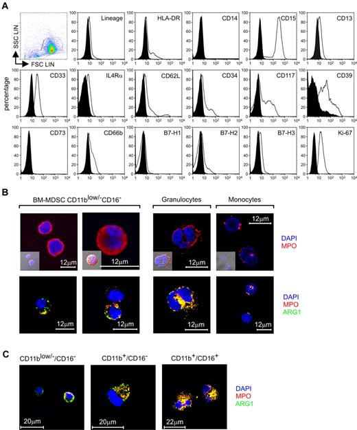 Figure 4. Phenotypic evaluation of the immune-suppressive subset CD11blow/−/CD16− contained within BM-MDSCs. (A) Flow cytometric analysis of CD11blow/−/CD16− cells sorted from BM-MDSCs. The expression of putative MDSCs markers, markers of mature and immature myeloid cells, and markers associated with tolerance was evaluated relative to isotype control (black histograms). In the figure is presented 1 representative of 2 independent experiments. (B) Confocal microscopic localization of MPO and ARG1 in CD11blow/−/CD16− cells, freshly isolated neutrophils, and monocytes. Scale bars = 12 μm. (C) Localization of MPO and ARG1 in CD11blow/−/CD16−, CD11b+/CD16−, and CD11b+/CD16+ cells isolated from fresh BM samples determined by confocal microscopy. Scale bars = 20 μm.