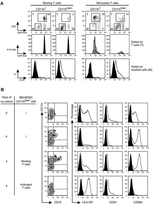 Figure 5. T-lymphocyte activation is driving BM-MDSC proliferation and immune suppression. (A) CellTrace-labeled PBMCs were stimulated with anti-CD3/CD28 in the presence of BM-MDSC CD11b+ and CD11blow/− cell subsets, added at a ratio of 1:1. After 3 days, cell cultures were harvested, labeled with anti-CD3ϵ, and analyzed in the CD3ϵ−/CellTrace− gate (M) and in the CD3ϵ+/CellTrace+ (T) cell gate. The numbers indicated in the top graphs refer to the percentage of cells gated on either T cells (T) or on myeloid cells (M). The central histograms show the profile of CellTrace dilution of either resting or stimulated T cells (gate T) cocultured with BM-MDSCs CD11b+ and CD11blow/− subsets. Black and gray curves refer to undivided and proliferating cells, respectively. The bottom histograms show Ki-67 expression in BM-MDSCs CD11b+ and CD11blow/− subsets (gate M) cocultured with either resting or stimulated T cells. Black histograms indicate isotype control. The figure shows a representative experiment of 3 performed. (B) Flow cytometric evaluation of CD11b, CD16, HLA-DR, CD34, and CD66b markers in CD11blow/− cell subset sorted from BM-MDSCs either before or after the coculture with resting or anti-CD3/anti-CD28–activated T cells. The expression of these markers was compared with the autofluorescence signal (black histograms). In the figure, 1 representative of 3 independent experiments is presented.