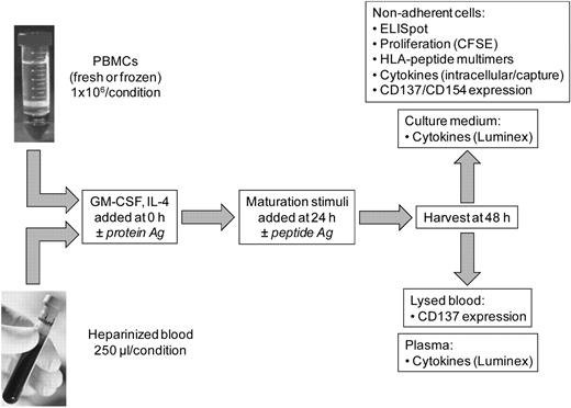 Figure 1. Schematic of acDC-based T-cell stimulation. Either unfractionated PBMCs (fresh or frozen) or undiluted heparinized whole blood were incubated with GM-CSF and IL-4 for 48 hours in the presence of protein Ags. Maturation stimuli were then added during the last 24 hours, after which amplified T-cell responses were measured by a variety of readouts. Top panels list T-cell readouts with PBMCs; bottom panels show readouts with whole blood. The acDC amplification technique is also compatible with peptide Ags, which were added at 24 hours along with maturation stimuli.