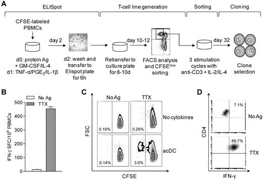 Figure 3. acDC stimulation supports Ag-specific T-cell expansion. (A) Schematic of the acDC ELISPOT and T-cell clone-generation procedure. acDCs were induced by adding GM-CSF and IL-4 along with protein Ag to CFSE-labeled PBMCs on day 0, followed on day 1 by TNF-α/PGE2/IL-1β. On day 2, nonadherent cells were transferred into ELISPOT wells for 6 hours to quantify Ag-specific responses. Cells were subsequently recovered and recultured without further Ag or cytokines. On day 10-12, proliferating (CFSElow) cells were single-cell-sorted, expanded through 3 stimulation cycles with anti-CD3 + IL-2/IL-4, and tested for Ag specificity at day 32. (B) Representative acDC IFN-γ ELISPOT after TTX or control stimulation for 48 hours. (C) Proliferation of CFSE-labeled PBMCs recovered from ELISPOT wells and cultured for another 8 days. A comparison of standard versus acDC-driven expansion is shown. The TTX-specific CFSElow fraction was sorted and cloned. (D) Recall assay of one clone on TTX- and control-pulsed DCs followed by intracellular IFN-γ staining is shown.