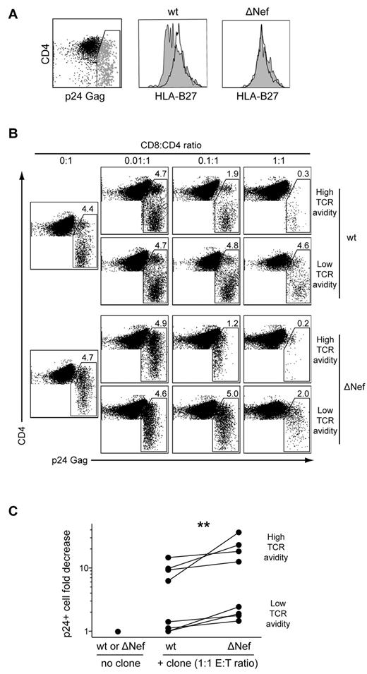 Figure 4. TCR avidity determines the efficacy of HIV suppression by CD8+ T cells. (A) HLA-B*2705+ CD4+ T cells infected with wt (HIVNL4-3) or ΔNef (HIVNL4-3ΔNef) viruses were assayed for HLA-B*27 expression by flow cytometry. Surface expression of HLA-B*27 is shown for infected p24+ cells (gray) and uninfected p24− cells (black). (B) Representative flow cytometry plots showing p24 expression in CD4+ T cells infected with titrated amounts of wt or ΔNef viruses after 3 days of coculture with high- or low-avidity CD8+ T-cell clones. Percentages of p24+ cells and E:T ratios are indicated. (C) Fold decrease in the percentage of p24+ CD4+ T cells infected with titrated amounts of wt or ΔNef viruses after 3 days of coculture with higher (n = 4) or lower (n = 4) avidity CD8+ T-cell clones at E:T ratios of 1:1. The Wilcoxon signed-rank test was used to compare suppression of wt versus ΔNef viruses. **P < .01.