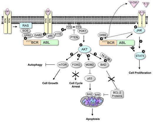 Figure 1. BCR-ABL signaling mimics growth factor activation. Growth factors are known to activate receptor tyrosine kinases (RTKs), leading to the activation of the RAS and PI3K/AKT pathways. These pathways are commonly activated in human cancers. Phosphorylation of tyrosine 177 within the BCR part of BCR-ABL leads similarly to activation of these pathways by interacting with the SH2 domain in GRB2. GRB2 activates RAS by interacting with Son of Sevenless (SOS), and it also activates PI3K by mediating phosphorylation of GAB2. Constitutive activation of PI3K leads to conversion of phosphatidylinositol bisphosphate (PIP2) to phosphatidylinositol triphosphate (PIP3). This can be inhibited by phosphatase and tensin homolog (PTEN), a phosphatase that is down-regulated in many cancers. PIP3 provides a platform for the recruitment of the serine/threonine kinases AKT and 3-phosphoinositide-dependent protein kinase-1 (PDK1), leading to phosphorylation and activation of AKT. Activated AKT phosphorylates many downstream targets that affect proliferation and survival, including the FOXO transcription factors and the proapoptotic protein BAD. AKT-mediated phosphorylation of FOXO inhibits its nuclear entry and therefore suppresses its activity, leading to increased cell proliferation. The proapoptotic activity of BAD is also suppressed after AKT-mediated phosphorylation. Phosphorylation of BAD prevents it binding to and inhibiting the function of antiapoptotic BCL-2 proteins that inhibit the proapoptotic proteins BAK and BAX. AKT activation leads to down-regulation of the tumor suppressor p53 by increasing the levels of the negative regulator of p53, MDM2. AKT also phosphorylates the serine/threonine kinase mTOR. Activated mTOR promotes protein translation and inhibits autophagy. BCR-ABL also leads to the activation of the JAK/STAT pathway, a pathway that is frequently activated in myeloproliferative diseases. JAK is a nonreceptor tyrosine kinase and is normally activated by growth factors. BCR-ABL has been shown to induce IL-3 and G-CSF production that could lead to activation of this pathway. Active JAK phosphorylates the transcription factor STAT5 and BCR-ABL has also been shown to directly phosphorylate STAT5, leading to increased proliferation.