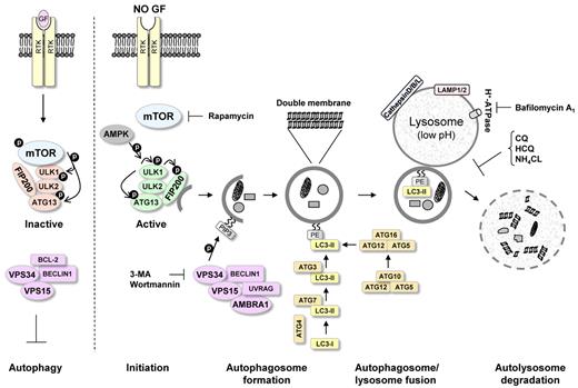 Figure 2. Molecular mechanism of autophagy. Autophagy initiation starts with activation of the ULK1/2 kinase complex, which also includes ATG13 and FIP200. mTOR suppresses the activity of this complex by phosphorylating ULK1 and ATG13 on “negative” sites. This complex then becomes active after AMPK activation and mTOR inhibition, for example, during starvation or treatment with rapamycin. Phosphorylated and now-active ULK1 promotes phosphorylation of ATG13 and FIP200 and dissociates from mTOR. The PI3K-III VPS34 is critical for further autophagosome formation. VPS34 forms a complex with VPS15, UVRAG, AMBRA1, and BECLIN1. This complex can be inhibited by the antiapoptotic protein BCL-2, which can interact with BECLIN1 through the BH3 domain in BECLIN1. Autophagosome completion is mediated by the ATG8 (LC3)-PE and ATG12/ATG5 conjugation systems. These systems perform the lipid modification of LC3-I, leading to LC3-II-PE binding to the autophagosomal membrane (see “Autophagosome formation”). The conversion of LC3-I to LC3-II is commonly used to monitor autophagy by various assays. Completed autophagosomes contain materials such as proteins and organelles that can be digested after autophagosome fusion with lysosomes. Lysosomes have low pH and an abundance of pH-sensitive enzymes that can break down waste materials and cellular debris. The autolysosome degradation can therefore remove unwanted materials such as damaged proteins in addition to providing the cell with new building blocks for cellular maintenance. The mTOR inhibitor rapamycin can be used to promote autophagy induction. VPS34 inhibitors, such as 3-MA and wortmannin, can be used to inhibit the early stages of autophagy. Bafilomycin A1, CQ, HCQ, and NH4Cl, which inhibit the fusion of autophagosomes and lysosomes, can be used to inhibit autophagy at later stages.