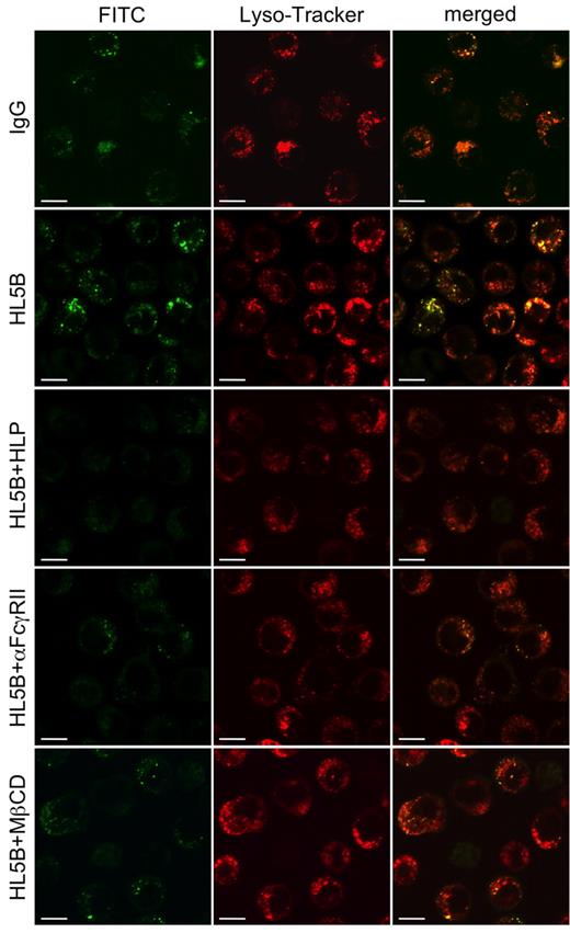Figure 4. Uptake of HL5B into cells as analyzed by confocal microscopy. MonoMac1 cells were pretreated for 15 minutes with Lyso-Tracker (50nM) and then incubated with IgG-FITC or HL5B-FITC conjugates (500 ng/mL each). After 7 minutes cells were imaged by confocal fluorescence microscopy under exactly identical instrument settings for all stimuli. To block cellular uptake of HL5B the aPL was coadministered with HLP (250 ng/mL), anti-FcγRII (0.5 μg/mL), or MβCD (1mM) as indicated.