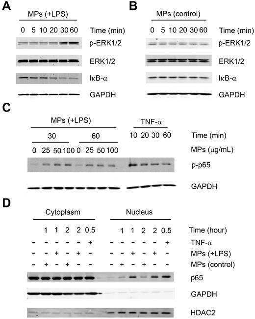 Figure 2. MPs released by LPS-treated THP-1 cells stimulate intracellular signaling in HUVECs. A total of 100 μg/mL of MPs from LPS-treated (A) or untreated (B) THP-1 cells was incubated in serum-free conditions with HUVECs. Phosphorylation of ERK1/2 and degradation of IκB-α were observed by Western blot at the indicated times. (C) Indicated amounts of MPs from LPS-treated THP-1 cells or 10 ng/mL of TNF-α were incubated in serum-free conditions with HUVECs for the indicated time. Phosphorylation of p65 was detected by Western blot. (D) Subcellular localization of p65 was examined in HUVECs after 1 or 2 hours of stimulation with MPs from untreated or LPS-treated THP-1 cells or 10 ng/mL of TNF-α. HDAC2 served as the nuclear loading control, and GAPDH served as a cytoplasmic loading control. Results are representative of 2 independent experiments.