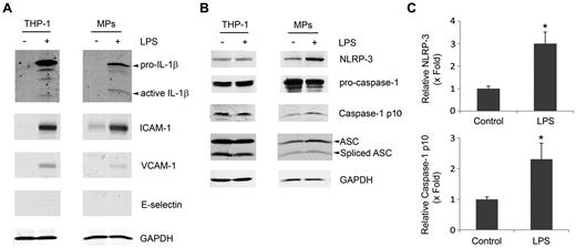 Figure 5. MPs from LPS-treated THP-1 cells contain IL-1β and inflammasome components. MPs were isolated from THP-1 cells treated with or without LPS. Lysates of MPs and their parental THP-1 cells were subjected to Western blot for (A) IL-1β and ICAM-1, VCAM-1, and E-selectin or (B) NLRP3, caspase-1, and ASC. GAPDH served as a loading control. Western blots are representative of 3 independent experiments. (C) Densitometry from representative MP blots in panel B. Data are mean ± SD; n = 3. *P < .05 (Student t test).