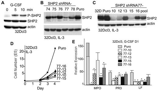 Figure 1. SHP2 knockdown suppresses 32Dcl3 cell granulopoiesis. (A) 32Dcl3 cells were removed from IL-3 for 3 hours and than exposed to 20 ng/mL G-CSF for 0, 5, or 10 minutes. Total cellular proteins were collected and then subjected to Western blotting for phosphorylation of SHP2 on Y580 (P-SHP2), total SHP2, and β-actin. (B) 32Dcl3 cells were transduced with a panel of lentiviral vectors expressing SHP2 shRNAs(74-78) or with the empty vector (Puro), and pooled transductants were selected. Total cellular proteins were then subjected to Western blotting for SHP2 or β-actin. (C) Similar Western blot analysis was conducted using total cellular protein samples prepared from parental 32Dcl3 cells (32D), vector-transduced cells, subclones of the 32Dcl3(shRNA-77) pool (10,12,13,15,16), and the shRNA-77 cellular pool. (D) Growth curves show daily viable cell counts for the cells transduced with empty vector and for the indicated shRNA-77 subclones. (E) The vector-transduced cells or the 5 32Dcl3(shRNA-77) subclones were transferred to G-CSF and total cellular RNAs were prepared after 24 hours. These were converted to first-strand cDNA and the relative expression of MPO, PR3, and LF, normalized to ribosomal protein S16 RNA expression, were analyzed by real-time PCR analysis. Shown are means and SE from 3 independent RNA preparations. * indicates P < .05 for each RNA level relative to expression in the vector-transduced cells.