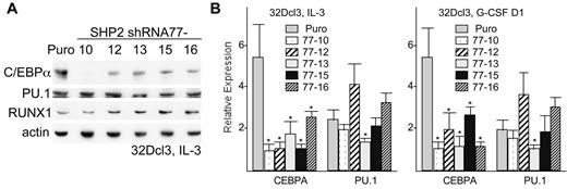 Figure 2. SHP2 knockdown reduces C/EBPα expression in 32Dcl3 cells. (A) Total cellular protein samples from from vector-transduced 32Dcl3 cells (Puro) and from subclones expressing SHP2 shRNA-77 were subjected to Western blotting for C/EBPα, PU.1, RUNX1, and β-actin. (B) Total cellular RNAs prepared from these same cell lines proliferating in IL-3 (left) or after transfer to G-CSF for one day (right) were converted to first-strand cDNA and the relative expression of CEBPA and PU.1 were analyzed by real-time PCR analysis. Shown are means and SE from 3 independent RNA preparations. * indicates P < .05 for each RNA level relative to expression in the vector-transduced cells.