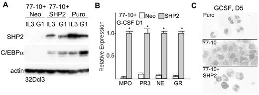 Figure 3. Exogenous SHP2 rescues C/EBPα expression and granulopoiesis after SHP2 knockdown. (A) 32Dcl3(shRNA77-10) cells were transduced with pBabeNeo (Neo) or pBabeNeo expressing the SHP2 cDNA modified to resist targeting the shRNA-77 without altering the encoded protein sequence (SHP2). These cells and 32Dcl3 cells transduced with the empty pLKO.1 vector (Puro) were cultured in IL-3 or in G-CSF for 1 day (G1). Total cellular proteins were collected and subjected to Western blotting for SHP2, C/EBPα, and β-actin. (B) Total cellular RNAs prepared from 32Dcl3(shRNA-77)-10 cells transduced with exogenous SHP2 or the empty Neo vector were prepared 1 day after transfer to G-CSF and analyzed for relative expression of MPO, PR3, NE, and G-CSFR (GR) RNAs. The mean relative expression of each mRNA after SHP2 rescue was set to 1.0. Results shown are mean and SE of 3 repetitions. * indicates P < .05 for each RNA after SHP2 rescue compared with mock rescue. (C) 32Dcl3-Puro, 32Dcl3(shRNA-77)-10, or 32Dcl3(shRNA-77)-10+SHP2 cells cultured in G-CSF for 5 days were cytospun and subjected to Wright-Giemsa staining.