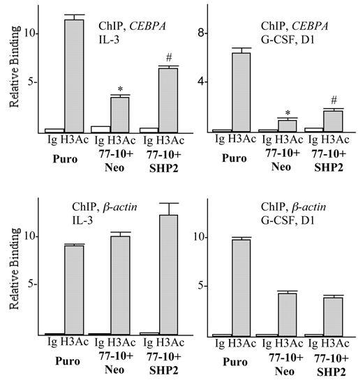 Figure 4. SHP2 regulates CEBPA promoter histone H3 acetylation. Chromatin immunoprecipitation was conducted using an antiserum that recognizes acetylated H3 histone or rabbit Ig control, using 32Dcl3-Puro, 32Dcl3(shRNA-77)-10+Neo, or 32Dcl3(shRNA-77)-10+SHP2 cells proliferating in IL-3 (left) or after transfer to G-CSF for one day (right). Shown are mean and SE for relative binding to the CEBPA or β-actin promoters, normalized to signals obtained using input samples, from 3 determinations. * indicates P < .05 comparing Puro with 77-10+Neo cells; # indicates P < .05 comparing 77-10+Neo with 77-10+SHP2 cells.